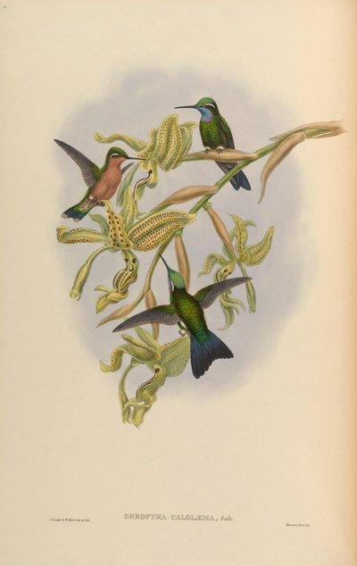 Lampornis calolaemus door John Gould